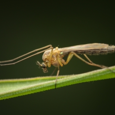 Chironomidae (family) (Non-biting Midge) at Murrumbateman, NSW - 24 Aug 2022 by amiessmacro