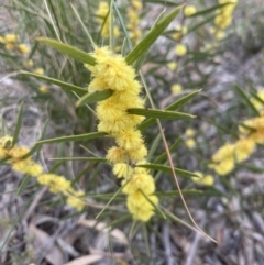Acacia lanigera var. lanigera (Woolly Wattle, Hairy Wattle) at Aranda, ACT - 26 Aug 2022 by lbradley