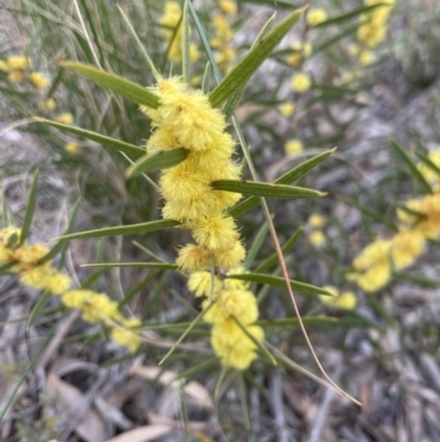 Acacia lanigera var. lanigera (Woolly Wattle, Hairy Wattle) at Aranda, ACT - 26 Aug 2022 by lbradley
