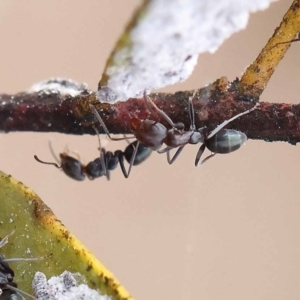 Iridomyrmex rufoniger at O'Connor, ACT - 26 Aug 2022 03:34 PM