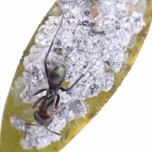 Iridomyrmex rufoniger at O'Connor, ACT - 26 Aug 2022 03:34 PM