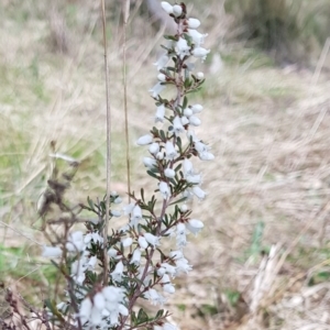 Cryptandra amara at Watson, ACT - 22 Aug 2022 12:22 PM