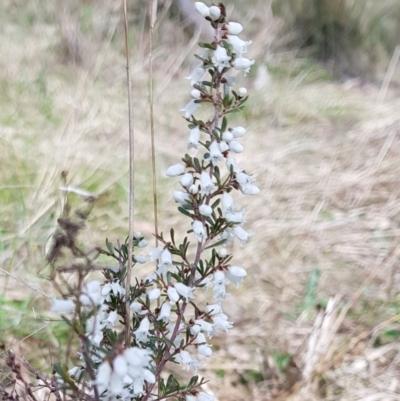 Cryptandra amara (Bitter Cryptandra) at Watson, ACT - 22 Aug 2022 by HappyWanderer