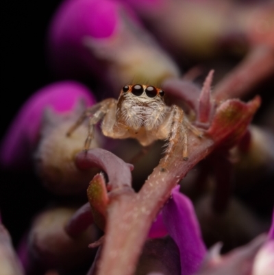 Opisthoncus sp. (genus) (Opisthoncus jumping spider) at Hackett, ACT - 26 Aug 2022 by Boagshoags