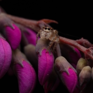 Opisthoncus sp. (genus) at Hackett, ACT - suppressed