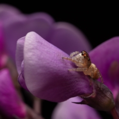 Opisthoncus sp. (genus) at Hackett, ACT - suppressed