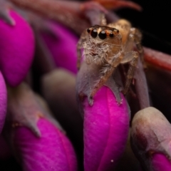 Opisthoncus sp. (genus) at Hackett, ACT - suppressed