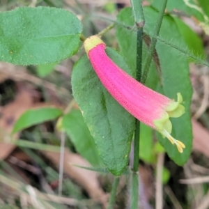Correa reflexa at Woodburn, NSW - 26 Aug 2022 03:27 PM