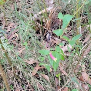 Correa reflexa at Woodburn, NSW - 26 Aug 2022 03:27 PM