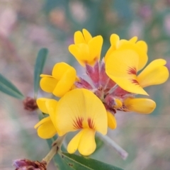 Pultenaea daphnoides (Large-leaf Bush-pea) at Woodburn, NSW - 26 Aug 2022 by trevorpreston