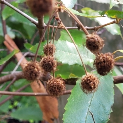 Callicoma serratifolia (Black Wattle, Butterwood, Tdgerruing) at Burrill Lake, NSW - 26 Aug 2022 by trevorpreston