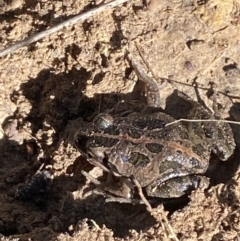 Limnodynastes tasmaniensis (Spotted Grass Frog) at Bruce, ACT - 26 Aug 2022 by SteveBorkowskis