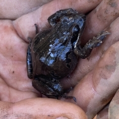 Limnodynastes peronii (Brown-striped Frog) at Bruce Ridge to Gossan Hill - 26 Aug 2022 by Steve_Bok