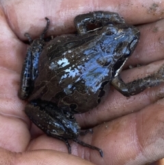 Limnodynastes peronii at Bruce, ACT - 26 Aug 2022