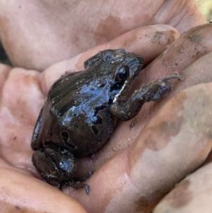 Limnodynastes peronii at Bruce, ACT - 26 Aug 2022