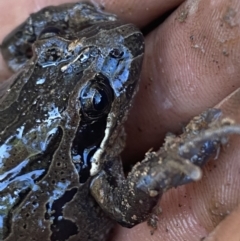 Limnodynastes peronii at Bruce, ACT - 26 Aug 2022