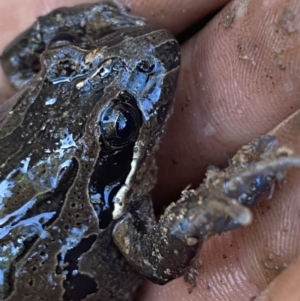 Limnodynastes peronii at Bruce, ACT - 26 Aug 2022