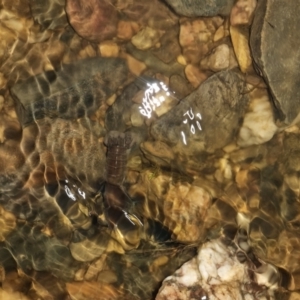 Cherax destructor at Bungendore, NSW - suppressed