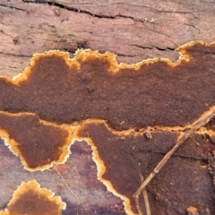 Unidentified Underside smooth or wrinkled/roughened <Stereum etc> at Burrill Lake, NSW - 26 Aug 2022 by trevorpreston