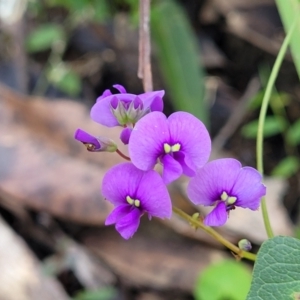 Hardenbergia violacea at Burrill Lake, NSW - 26 Aug 2022 11:37 AM