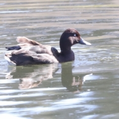 Aythya australis (Hardhead) at Gungahlin, ACT - 26 Aug 2022 by AlisonMilton