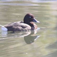 Aythya australis at Gungahlin, ACT - 26 Aug 2022 12:55 PM