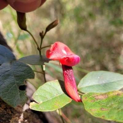 Kennedia rubicunda (Dusky Coral Pea) at Burrill Lake, NSW - 26 Aug 2022 by trevorpreston