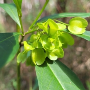 Dodonaea triquetra at Burrill Lake, NSW - 26 Aug 2022 11:35 AM