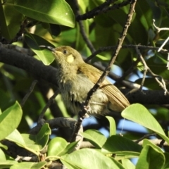 Microptilotis imitatrix (Cryptic Honeyeater) at Oak Beach, QLD - 23 Aug 2022 by GlossyGal