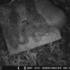 Perameles nasuta (Long-nosed Bandicoot) at Cotter River, ACT - 23 Jun 2022 by heatherb1997