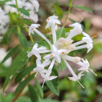 Pimelea linifolia (Slender Rice Flower) at Burrill Lake, NSW - 26 Aug 2022 by trevorpreston