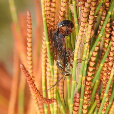 Thynninae (subfamily) (Smooth flower wasp) at Stromlo, ACT - 26 Aug 2022 by HelenCross