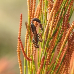 Thynninae (subfamily) at Stromlo, ACT - 26 Aug 2022 01:17 PM