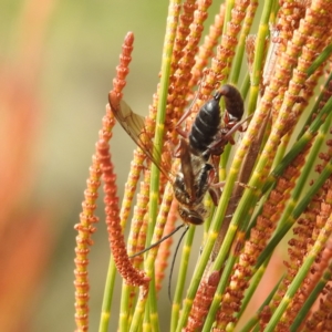 Thynninae (subfamily) at Stromlo, ACT - 26 Aug 2022