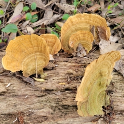 Unidentified Shelf-like to hoof-like & usually on wood at Burrill Lake, NSW - 26 Aug 2022 by trevorpreston