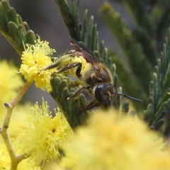 Lasioglossum (Parasphecodes) sp. (genus & subgenus) (Halictid bee) at Stromlo, ACT - 26 Aug 2022 by HelenCross
