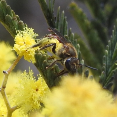 Lasioglossum (Parasphecodes) sp. (genus & subgenus) (Halictid bee) at Stromlo, ACT - 26 Aug 2022 by HelenCross