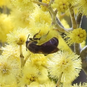 Lasioglossum (Parasphecodes) sp. (genus & subgenus) at Stromlo, ACT - 26 Aug 2022