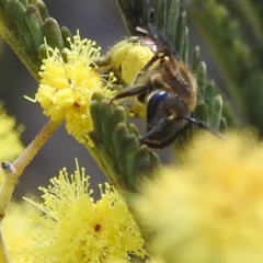 Lasioglossum (Parasphecodes) sp. (genus & subgenus) at Stromlo, ACT - 26 Aug 2022