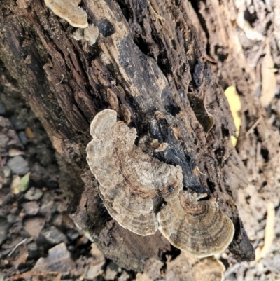 Unverified Pored or somewhat maze-like on underside [bracket polypores] at Burrill Lake, NSW - 26 Aug 2022 by trevorpreston