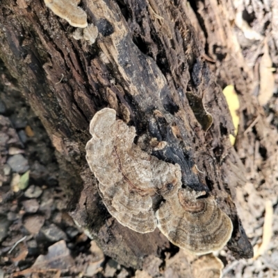 Unidentified Pored or somewhat maze-like on underside [bracket polypores] at Burrill Lake, NSW - 26 Aug 2022 by trevorpreston