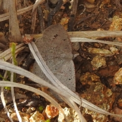 Casbia pallens (Pale Casbia) at Bullen Range - 26 Aug 2022 by HelenCross