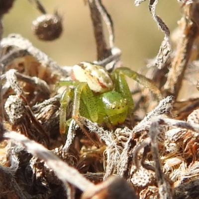 Australomisidia rosea (Rosy Flower Spider) at Stromlo, ACT - 26 Aug 2022 by HelenCross