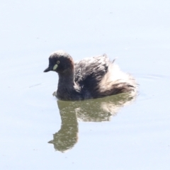 Tachybaptus novaehollandiae (Australasian Grebe) at Gungahlin, ACT - 26 Aug 2022 by AlisonMilton