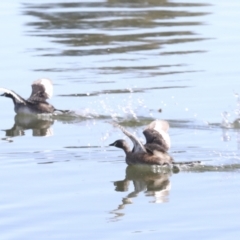 Tachybaptus novaehollandiae at Gungahlin, ACT - 26 Aug 2022