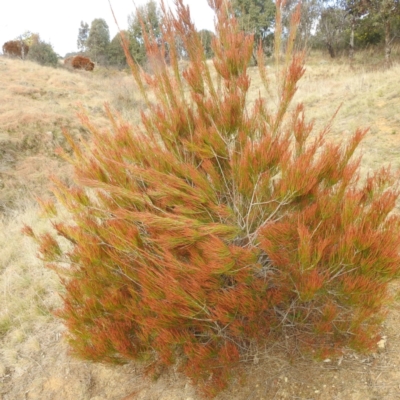 Casuarina cunninghamiana subsp. cunninghamiana (River She-Oak, River Oak) at Stromlo, ACT - 26 Aug 2022 by HelenCross