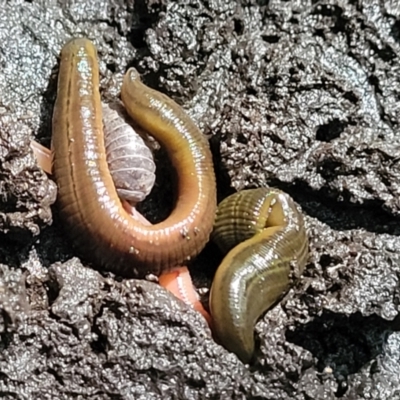 Hirudinea sp. (Class) (Unidentified Leech) at Burrill Lake, NSW - 26 Aug 2022 by trevorpreston