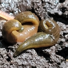 Hirudinea sp. (Class) at Burrill Lake, NSW - 26 Aug 2022 11:25 AM