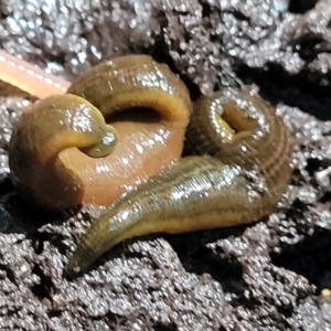 Hirudinea sp. (Class) at Burrill Lake, NSW - 26 Aug 2022 11:25 AM