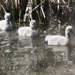 Cygnus atratus at Gungahlin, ACT - 26 Aug 2022